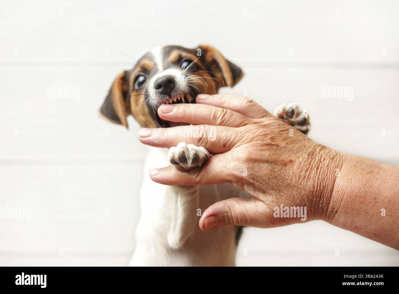 Wütend aussehender Jack Russell Terrier Welpe beißt Seniorenhand, Liptovsky Hradok, Slowakei, Europa Stockfoto