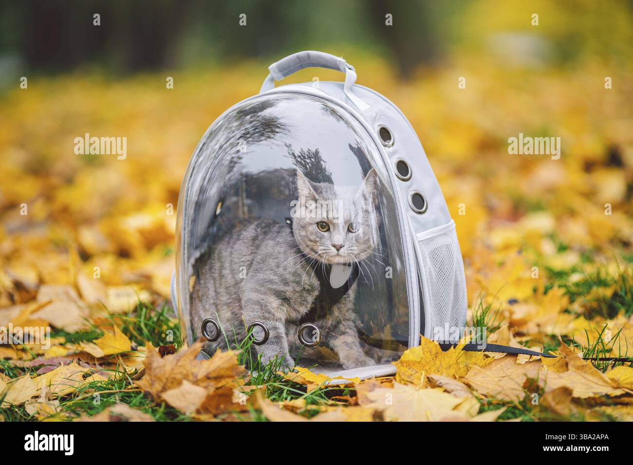 Graue Katze im Rucksack mit Bullauge in gelben Blättern. Hauskatze schaut aus dem Fenster des transparenten Rucksacks im Herbst im Wald. Rucksack zum Tragen eines Stockfoto