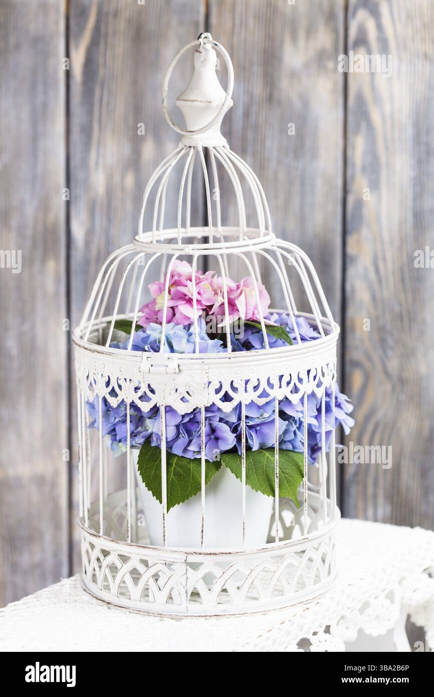 Hortensie blüht in weißen Vogelkäfig. Blumen-Dekoration für zu Hause Stockfoto