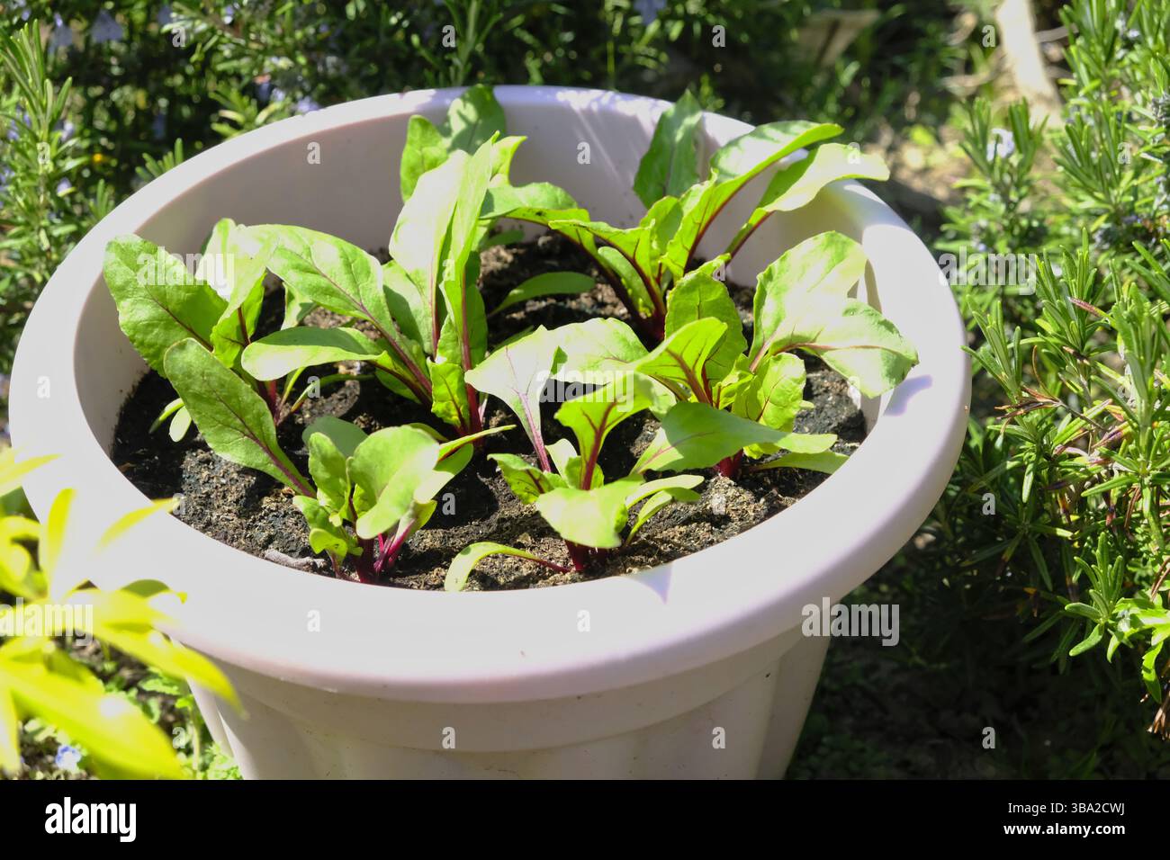 Junge Rote-Bete-Pflanzen, die in einem Behälter im Freien in einem sonnigen Garten wachsen. Stockfoto
