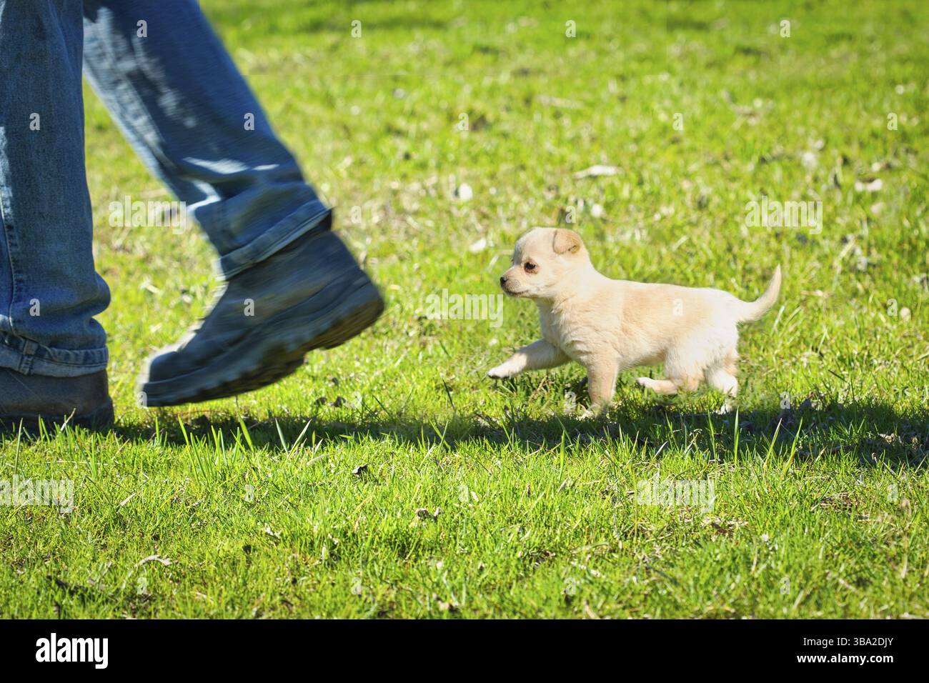 Ein kleiner Welpe folgt den Füßen des Besitzers auf dem grünen Gras. Bild mit selektivem Fokus und Bewegungsunschärfe. Junger Hund auf dem ersten Spaziergang. Niedliches Haustier Stockfoto