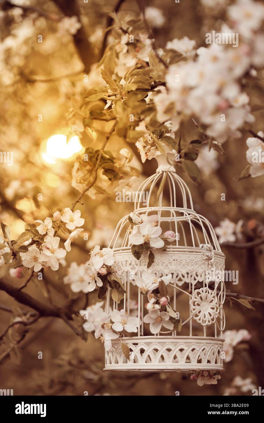 Vogelkäfig auf dem Apple Blossom Baum im Abendrot Stockfoto