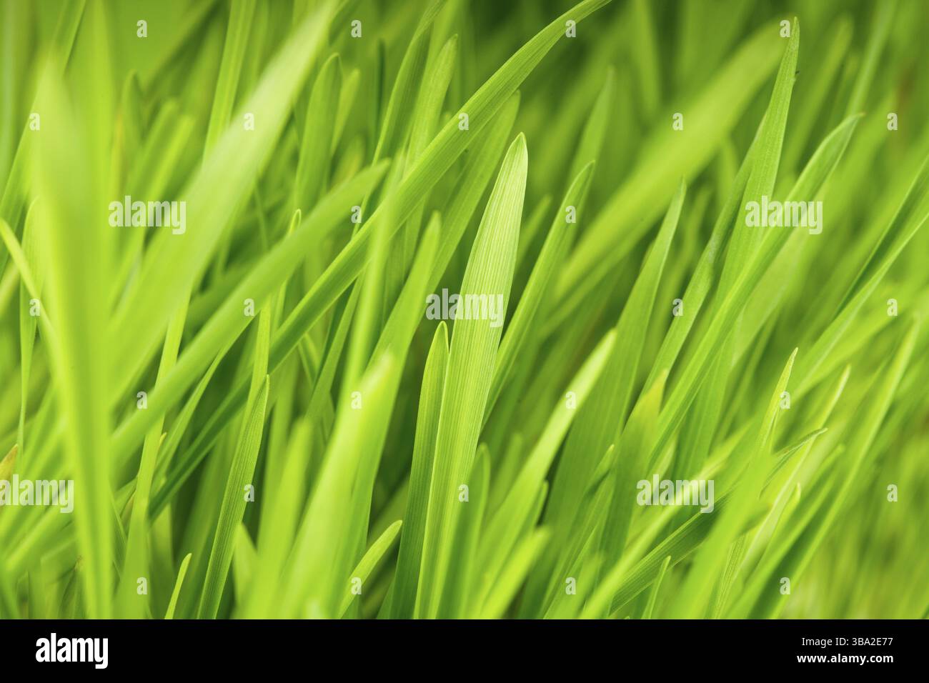 Grünen Rasen hautnah als ein bacgkround Stockfoto