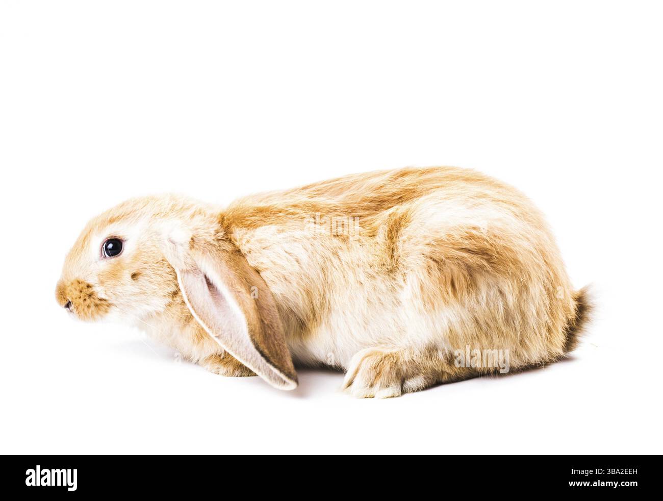 Niedlichen roten Kaninchen isoliert auf weißem Hintergrund Stockfoto