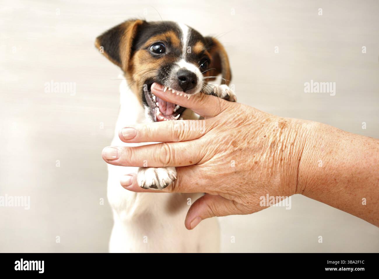 Zwei Monate alter Jack-Russell-Terrier-Welpe beißt die Hand einer alten Dame, die reift, mit ihr zu spielen, Liptovsky Hradok, Slowakei, Europa Stockfoto
