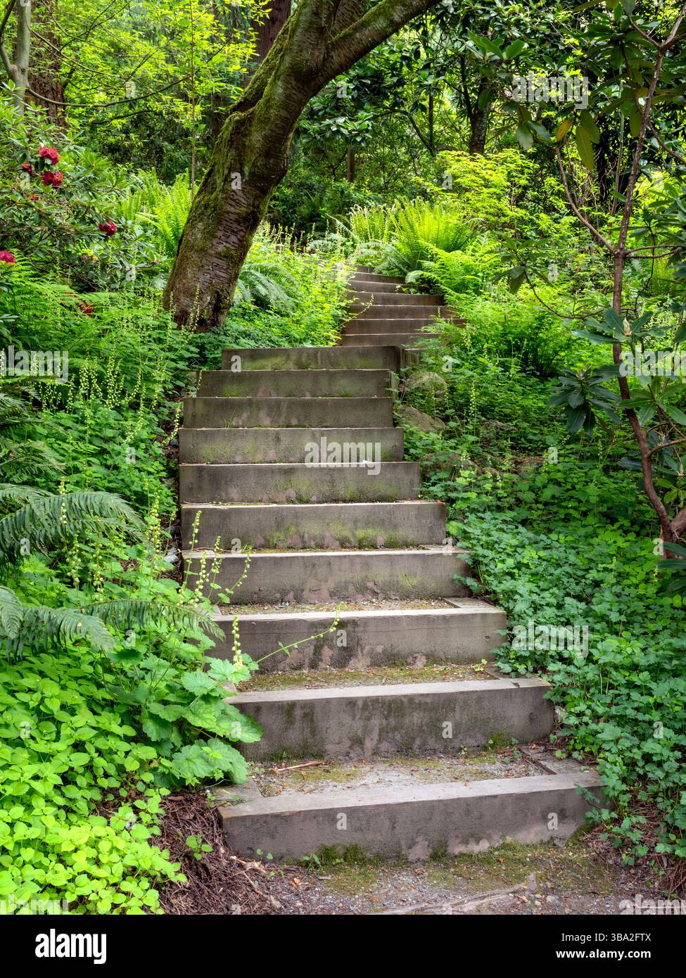WA26581-00....WASHINGTON - Schritte im Washington Park Arboretum, Seattle. Stockfoto