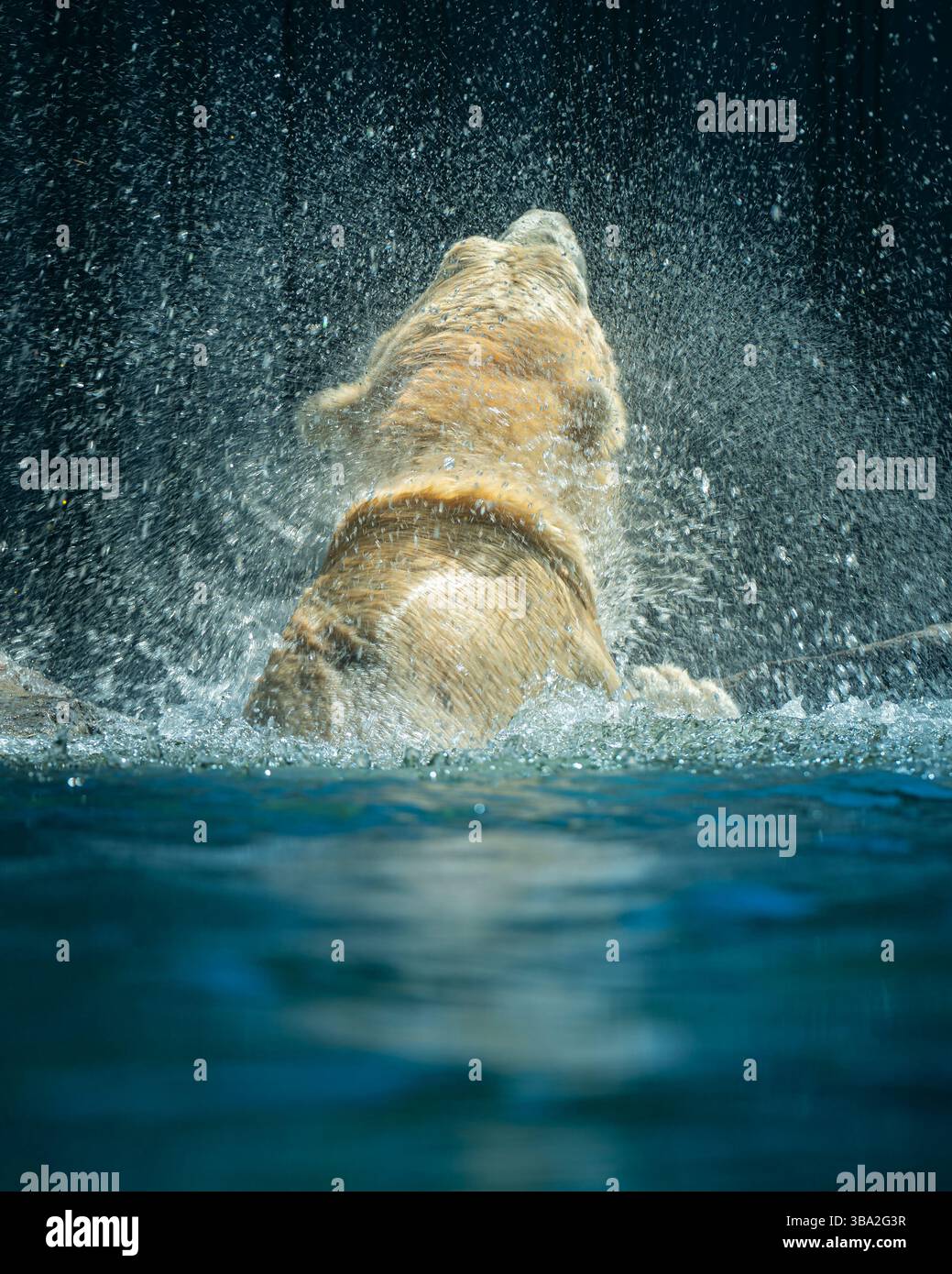 Tiere des Zoos Schönbrunn, in Wien, Österreich wilde Tiere erstaunliches Leben in einem Zoo. Der Ortsname ist Tiergarten Schönbrunn Stockfoto