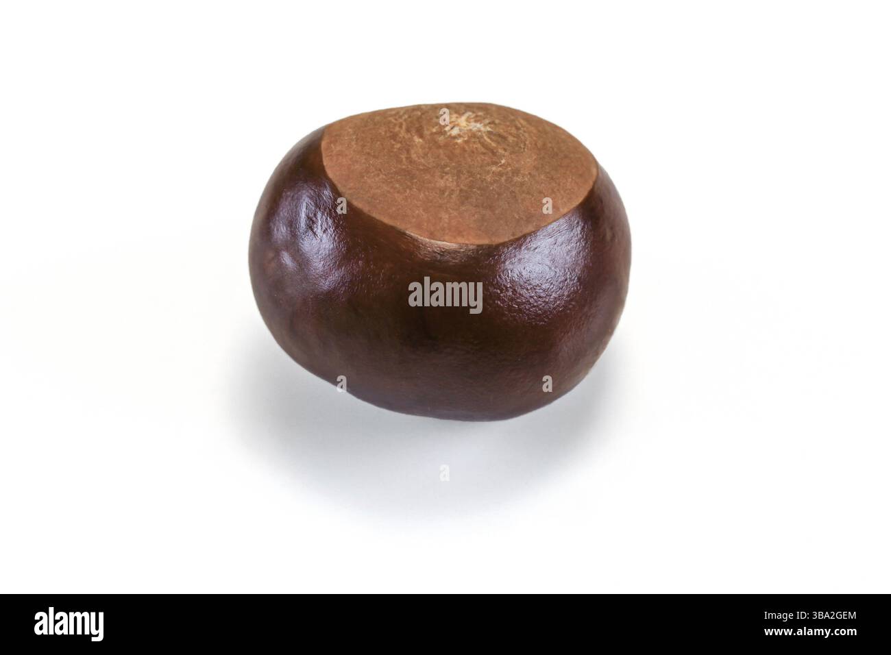 Rosskastanie (Aesculus hippocastanum) Frucht isoliert auf weißem Hintergrund, Liptovsky Hradok, Slowakei, Europa Stockfoto