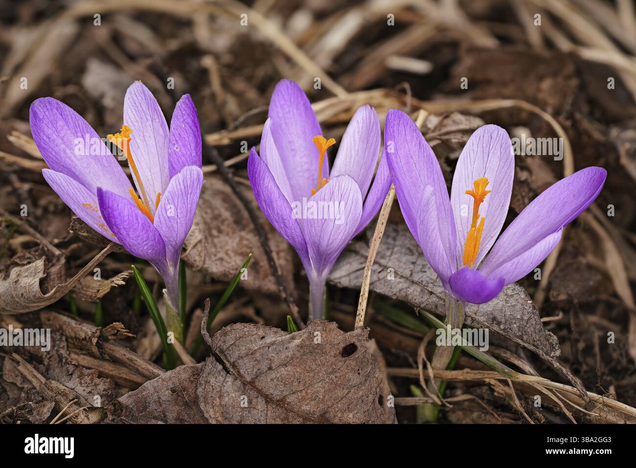 Wilde lila und gelbe Iris Crocus heuffelianus blumen im Schatten, trockenes Gras und Blätter Stockfoto