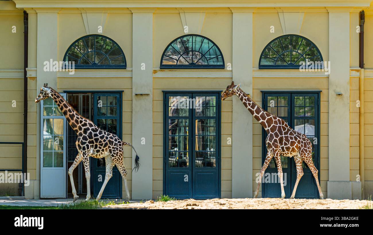 Tiere des Zoos Schönbrunn, in Wien, Österreich wilde Tiere erstaunliches Leben in einem Zoo. Der Ortsname ist Tiergarten Schönbrunn Stockfoto