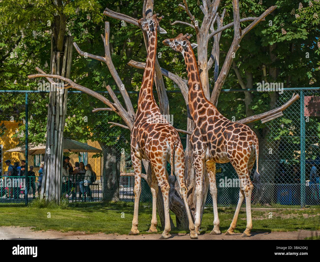 Tiere des Zoos Schönbrunn, in Wien, Österreich wilde Tiere erstaunliches Leben in einem Zoo. Der Ortsname ist Tiergarten Schönbrunn Stockfoto