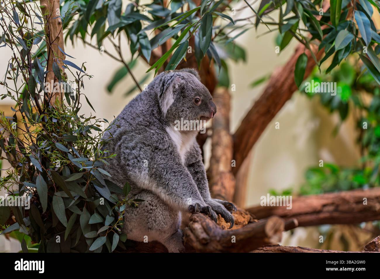 Tiere des Zoos Schönbrunn, in Wien, Österreich wilde Tiere erstaunliches Leben in einem Zoo. Der Ortsname ist Tiergarten Schönbrunn Stockfoto