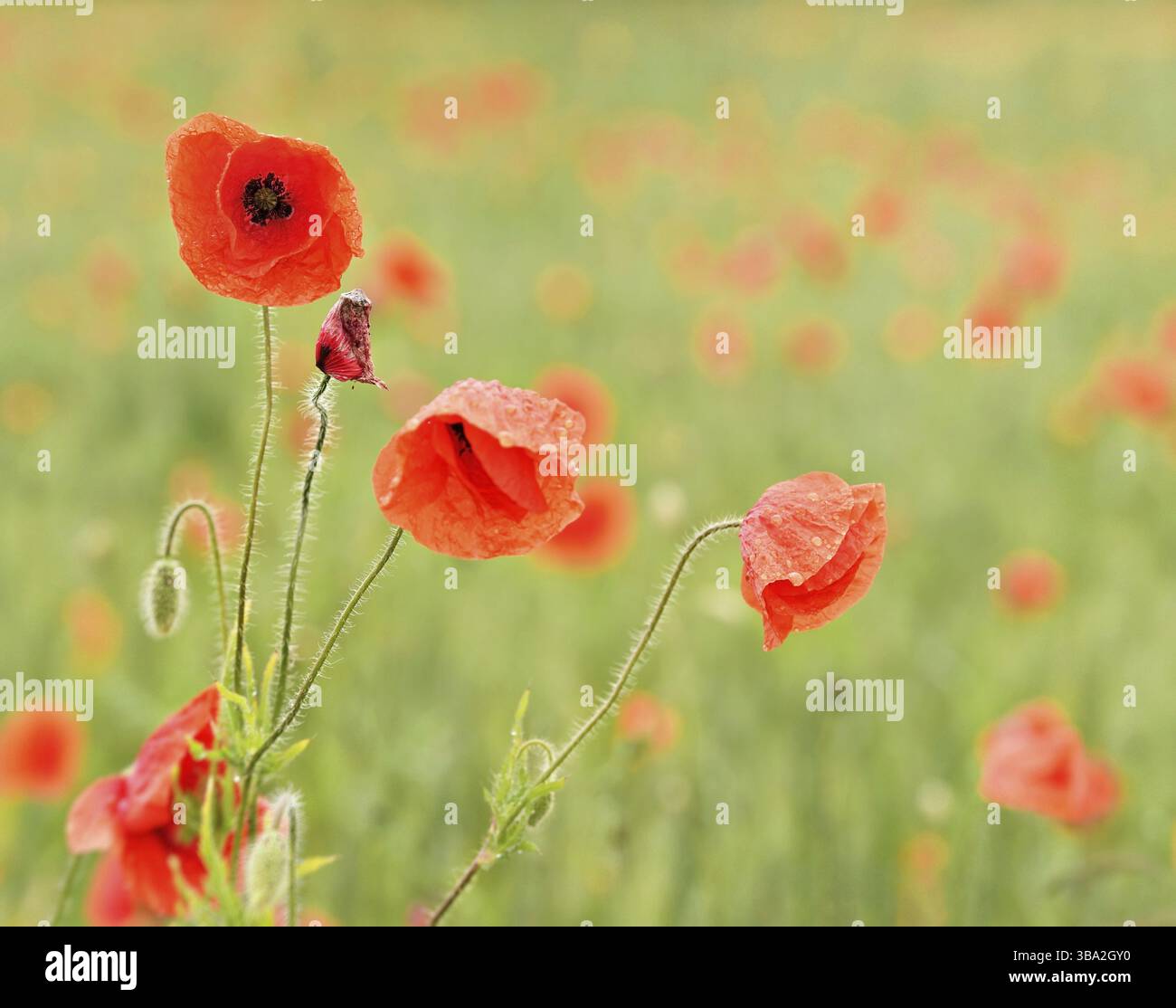 Wilde rote Mohnblumen wachsen auf grünem Feld mit unreifem Weizen, Nahaufnahme von hellen Blütenblättern bedeckt mit Regentropfen, Ruzomberok, Slowakei, Europa Stockfoto