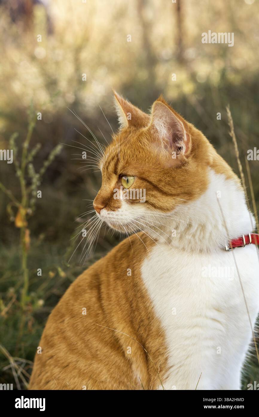 Süße weiß-rote Katze mit rotem Kragen im Gras. Die Katze starrt etwas an Stockfoto