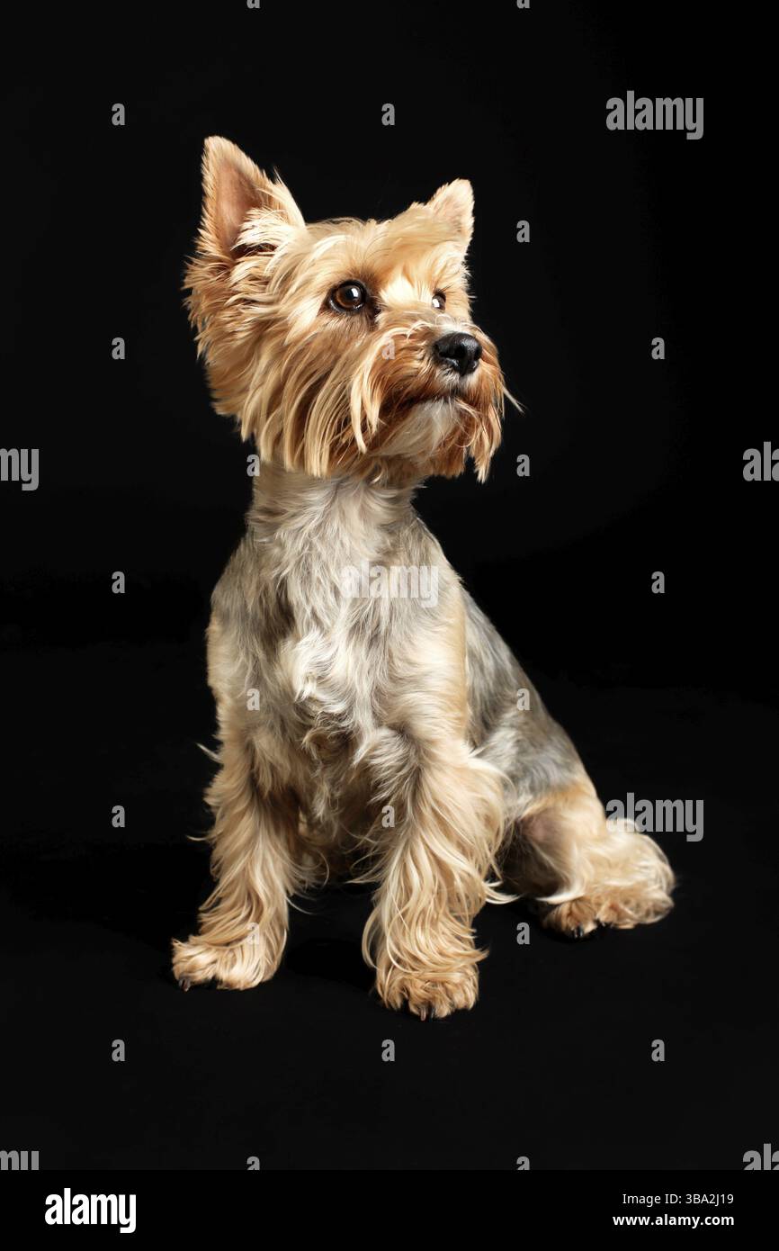 Yorkshire Terrier Hund isoliert auf schwarzem Hintergrund Stockfoto