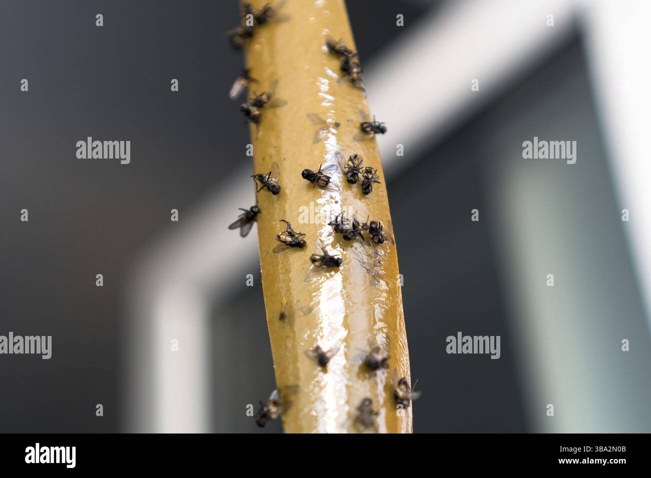 Tote Fliegen Auf Klebeband. Flypaper, Klebeband. Fliegen stecken. Falle für Fliegen, Insekten. Fliegen Stuckfalle für Insekten Insekten. Viele Fliegen hängen am Ei fest Stockfoto