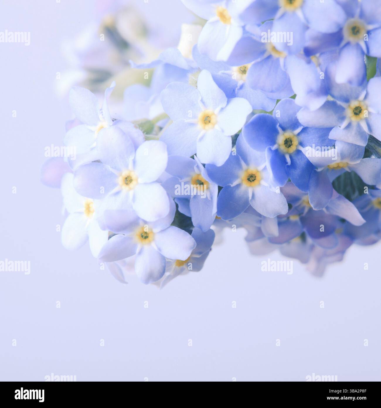 Vergiss-mich-nicht-Blumen schließen sich auf blauem Hintergrund Stockfoto