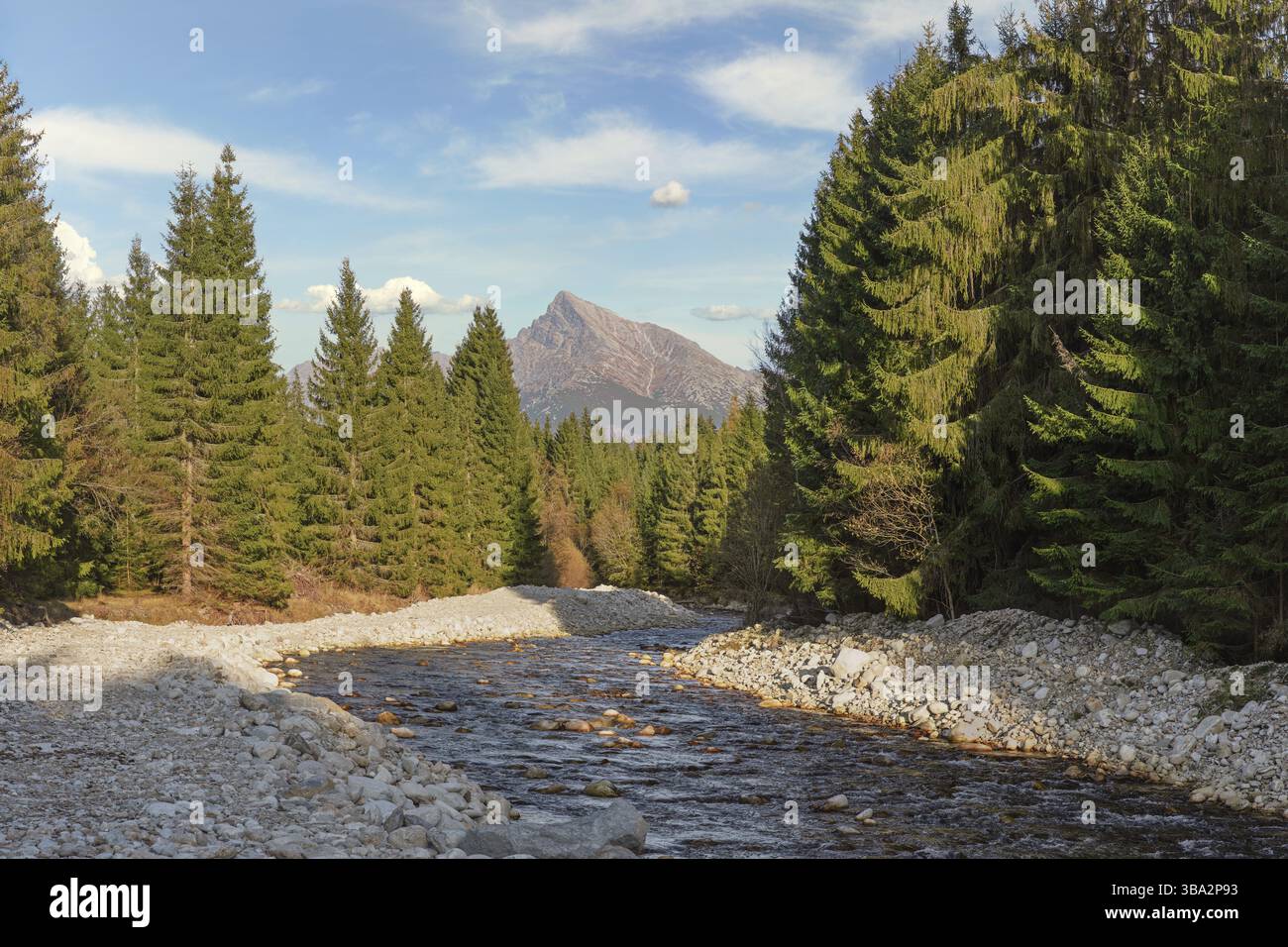 Waldfluss Bela mit kleinen runden Steinen und Nadelbäumen auf beiden Seiten, sonniger Tag, Krivan-Gipfel - slowakisches Symbol - in der Ferne, Liptovska Kokava, Stockfoto