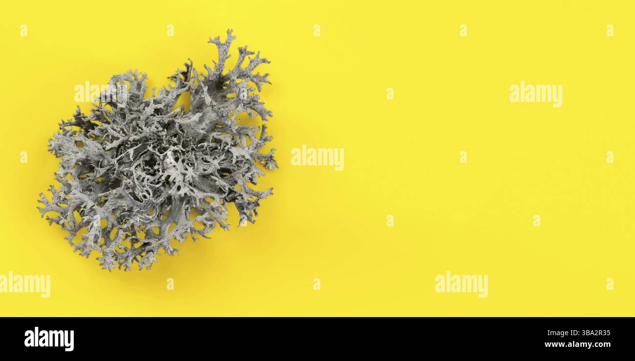 Detail der Flechtenstruktur (Cladonia rangiferina) auf gelbem Brett. Abstrakter organischer Hintergrund, Platz für Text auf der rechten Seite, Liptovsky Hradok, Slowakisch Stockfoto