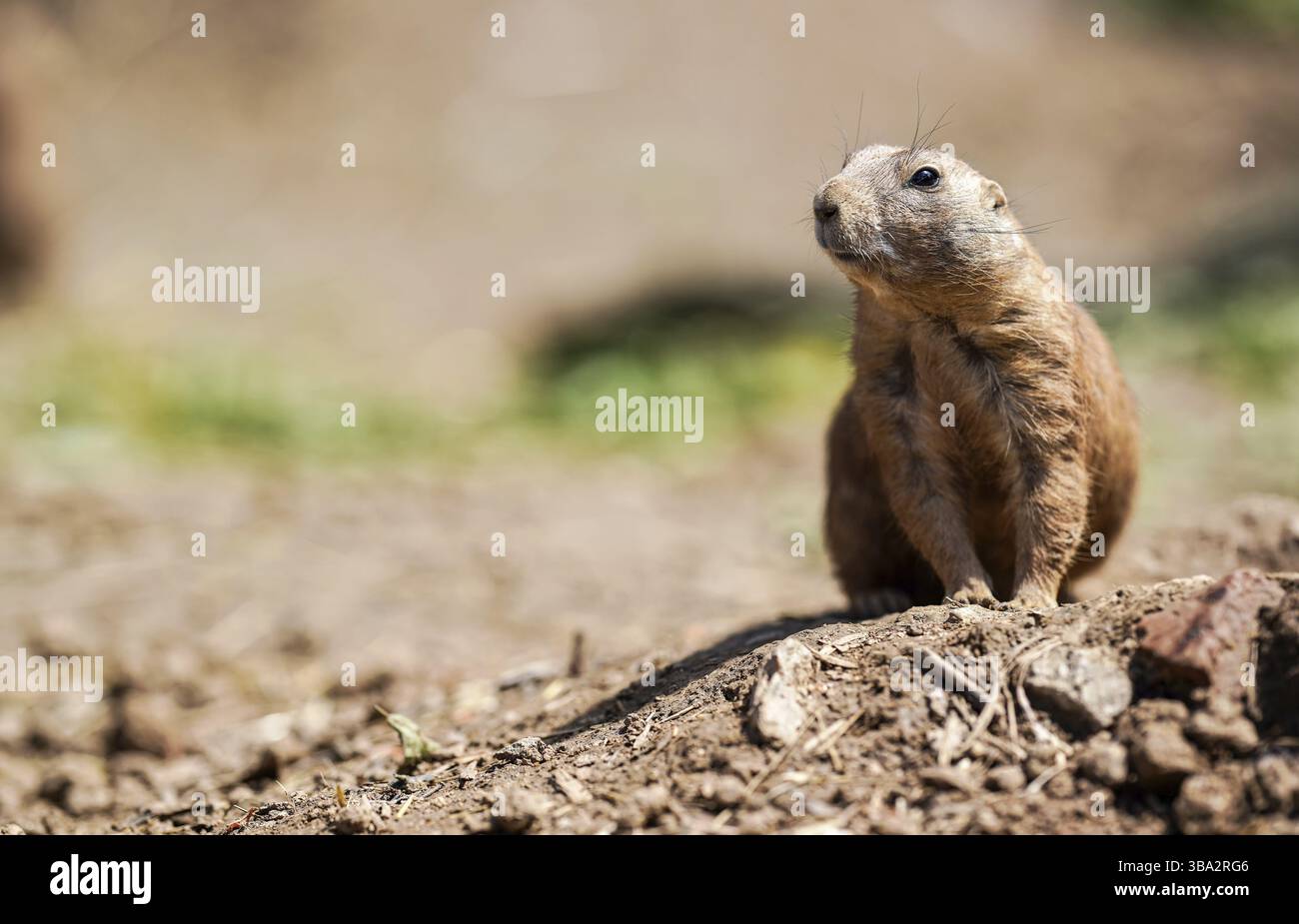 Schwarzschwanz-Präriehund Cynomys ludovicianus sitzt auf dem Boden, sonniger Tag, Nahaufnahme Detail Stockfoto