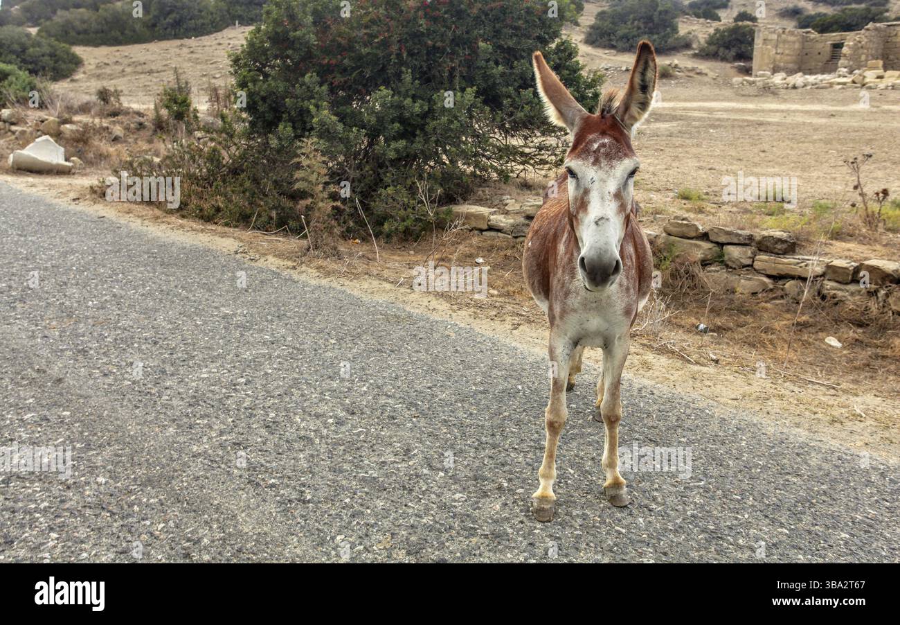 Wilder Esel, der auf Asphaltstraße steht. Frei lebende Esel sind in der Karpass-Region Nordzypern, Dipkarpaz, Zypern und Europa verbreitet Stockfoto