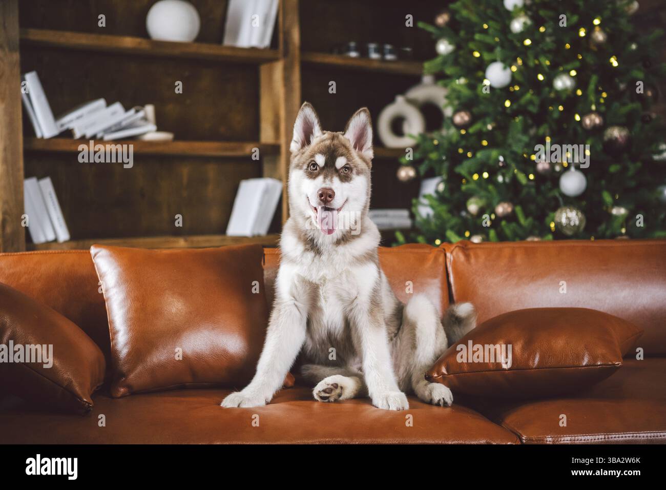 Welpe männlichen sibirischen Husky von weiß beige Farbe im Inneren Wohnzimmer bekommt Vergnügen auf rotem Ledersofa gegen von Bibliothek und Weihnachtsbaum in even Stockfoto
