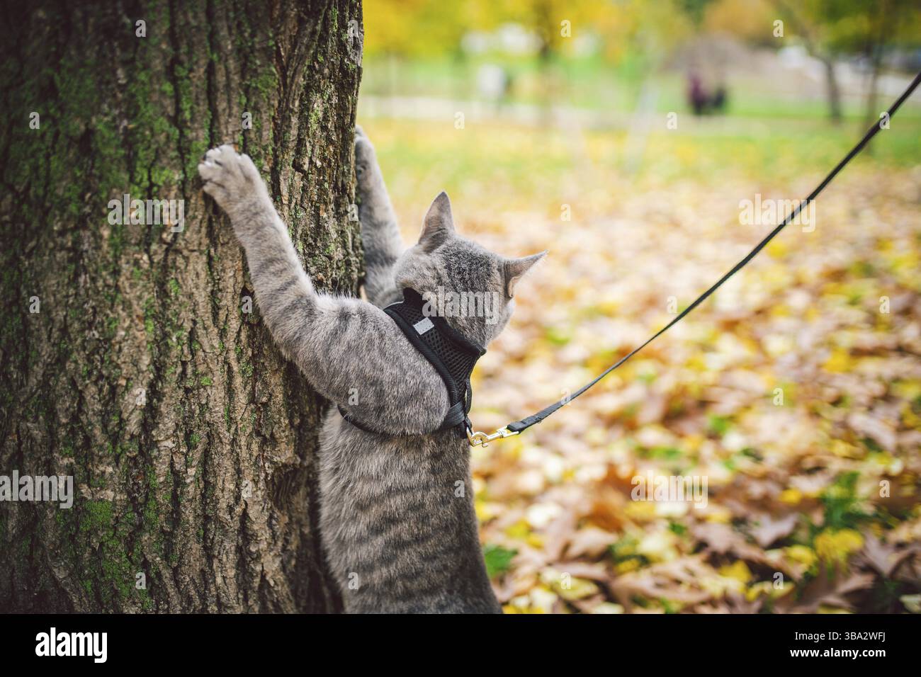 Männliche Katze Haustier graue Wollstreifen jung gute Form, gekleidetes Katzenleine Gurtzeug klettert auf einen Baum für die Vogeljagd, aufmerksamer Blick und Krallen sind V Stockfoto