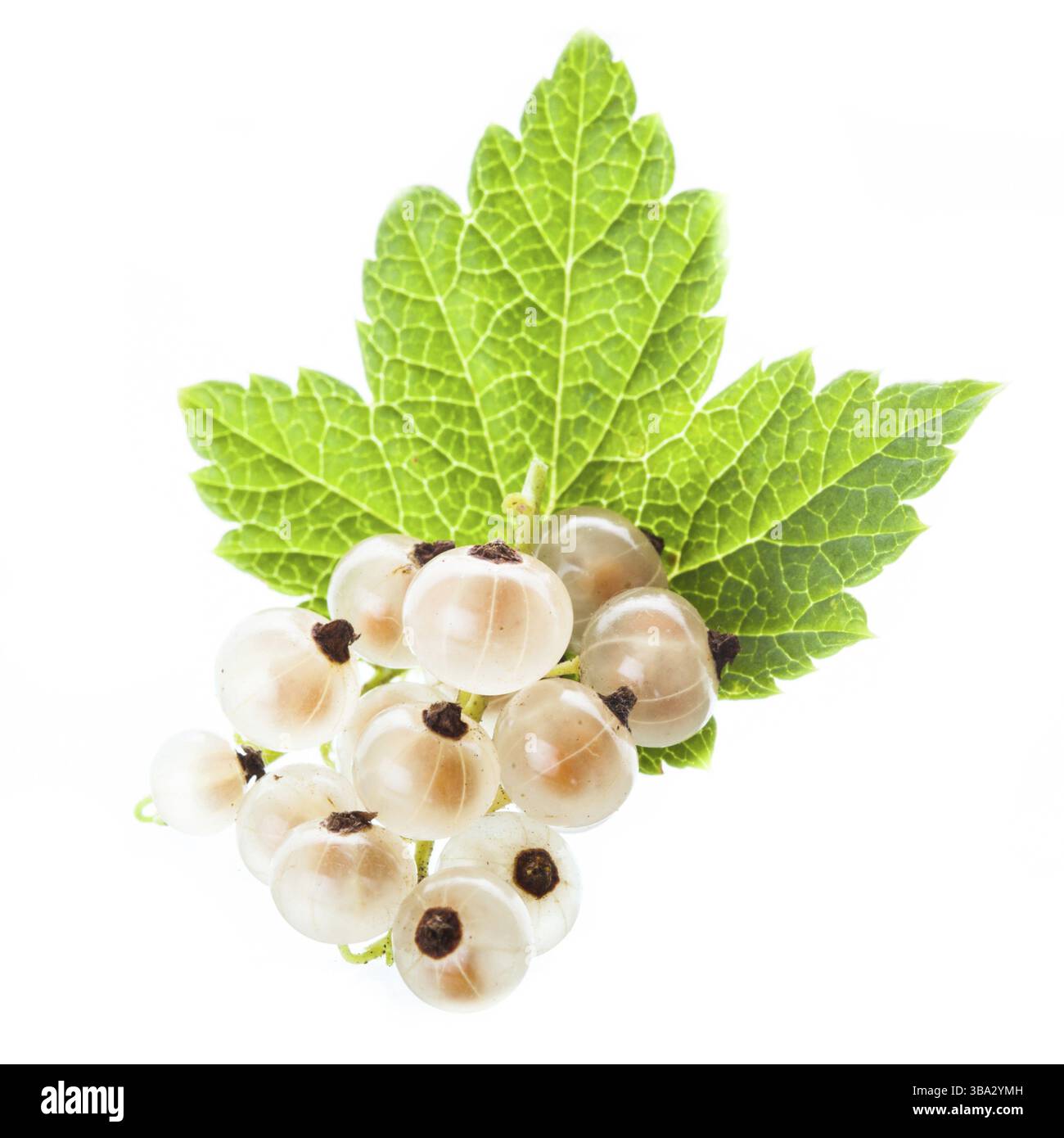 Weiße Johannisbeere isoliert auf weißem Hintergrund Stockfoto