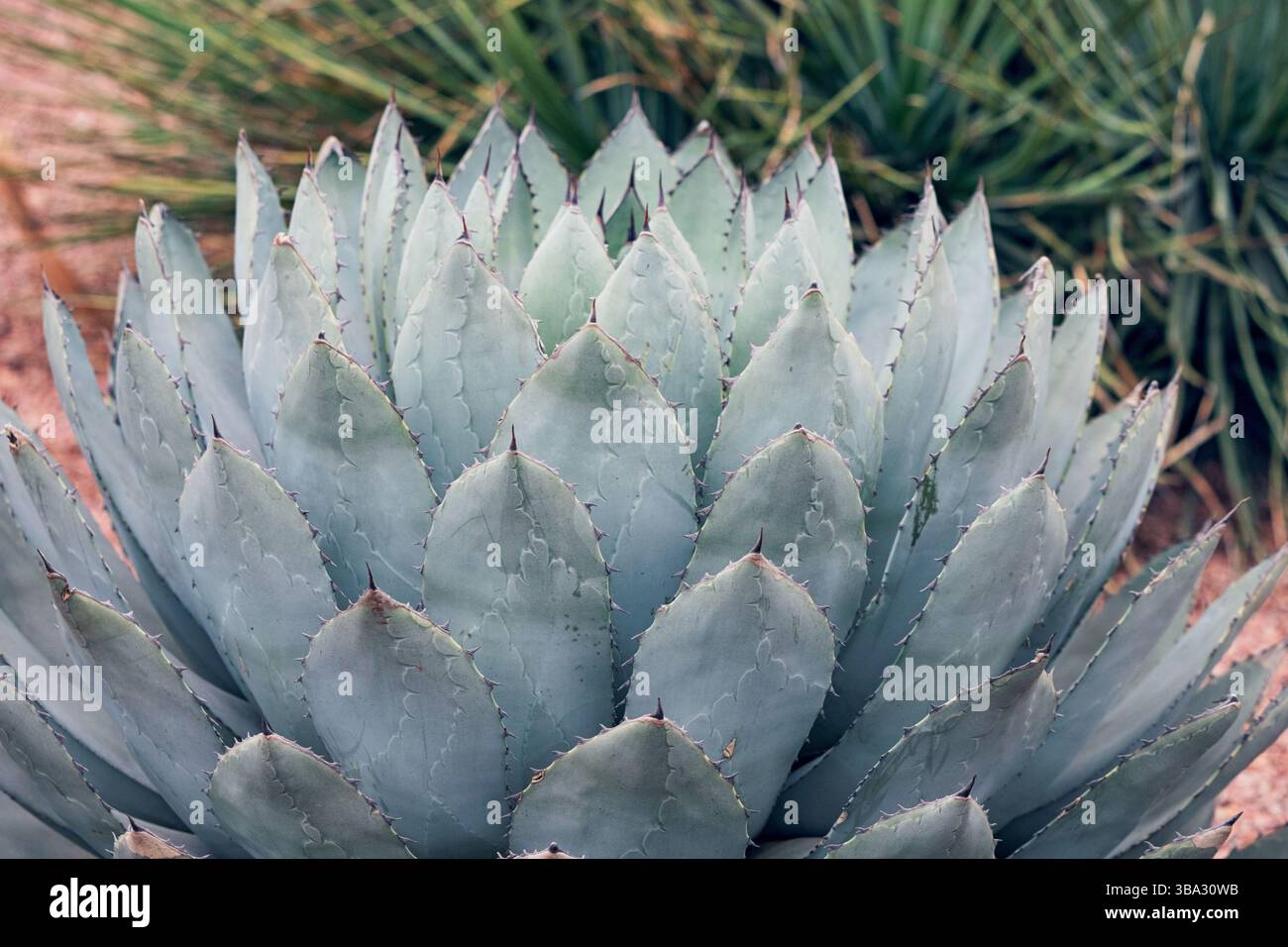 Agavenpflanze mit dicken blttern und dornen -Fotos und -Bildmaterial in  hoher Auflsung  Alamy