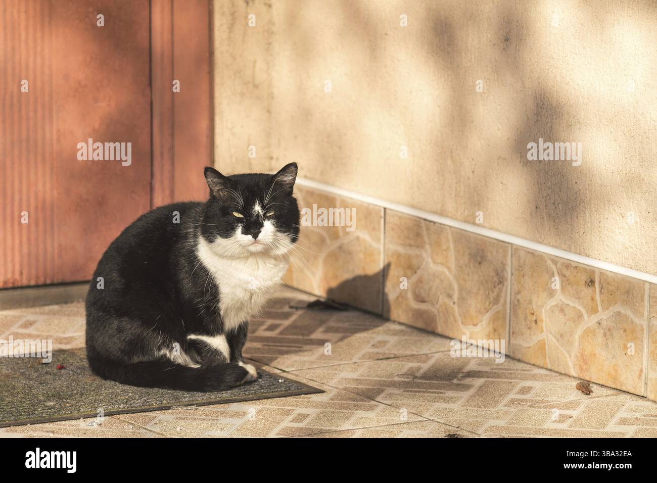 Schneiden Sie eine schwarz-weiße Katze, die vor der Haustür sitzt. Sonniger, schöner Wintertag. Nahaufnahme, Kopierbereich Stockfoto