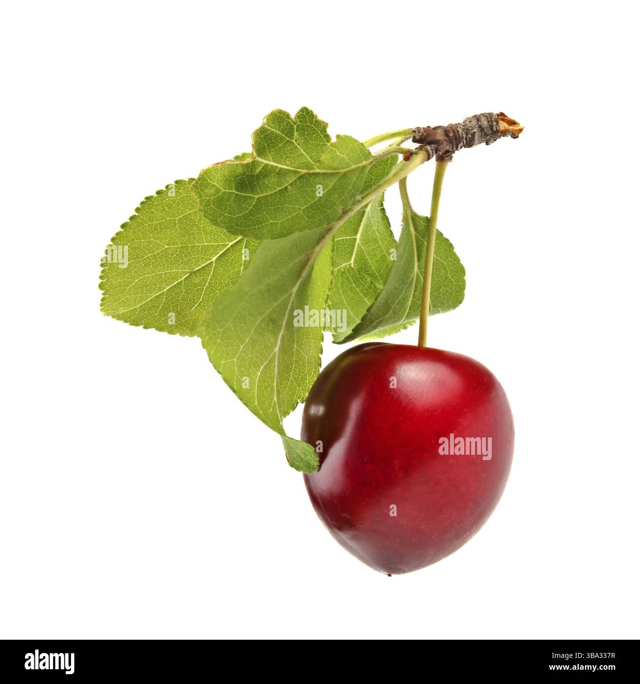 Rote Mirabele Pflaume (Prunus domestica syriaca) mit grünem Blatt und Stängel isoliert auf weißem Hintergrund, Liptovsky Hradok, Slowakei, Europa Stockfoto