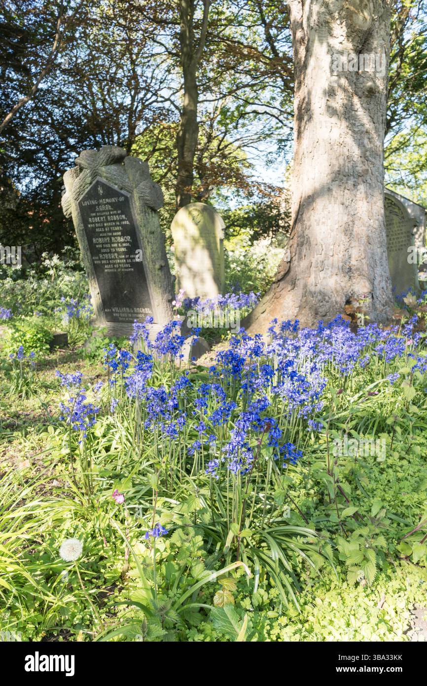 Glockenblumen blühen zwischen den Gräbern auf einem Friedhof in England, Großbritannien Stockfoto