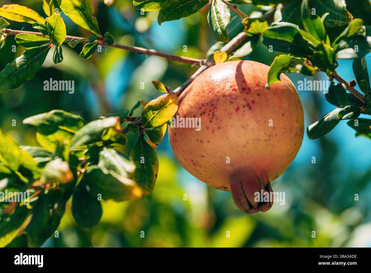 Unreife Granatapfelfrucht im Bio-Obstgarten, selektiver Fokus Stockfoto