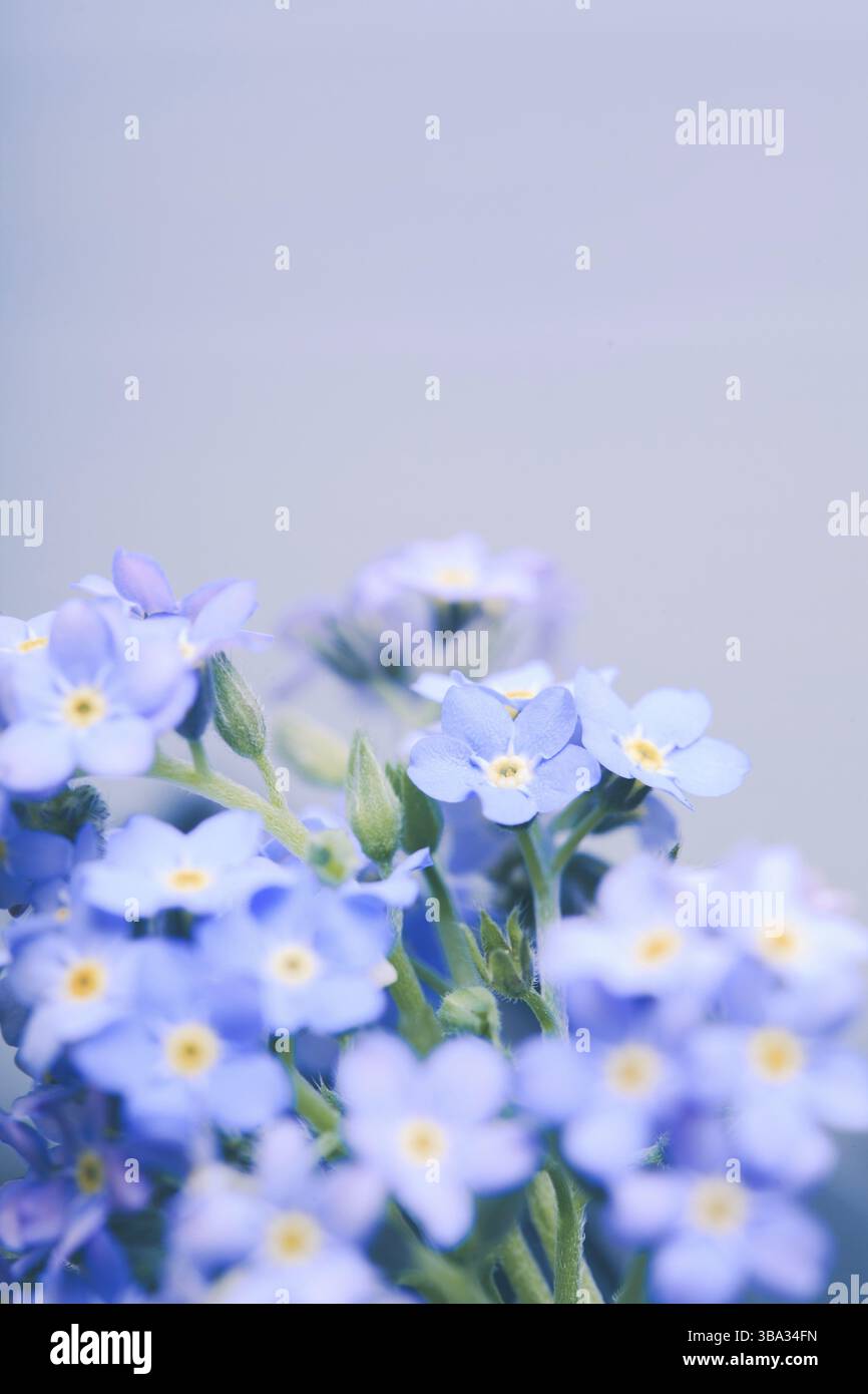 Vergiss-mich-nicht-Blumen schließen sich auf blauem Hintergrund Stockfoto