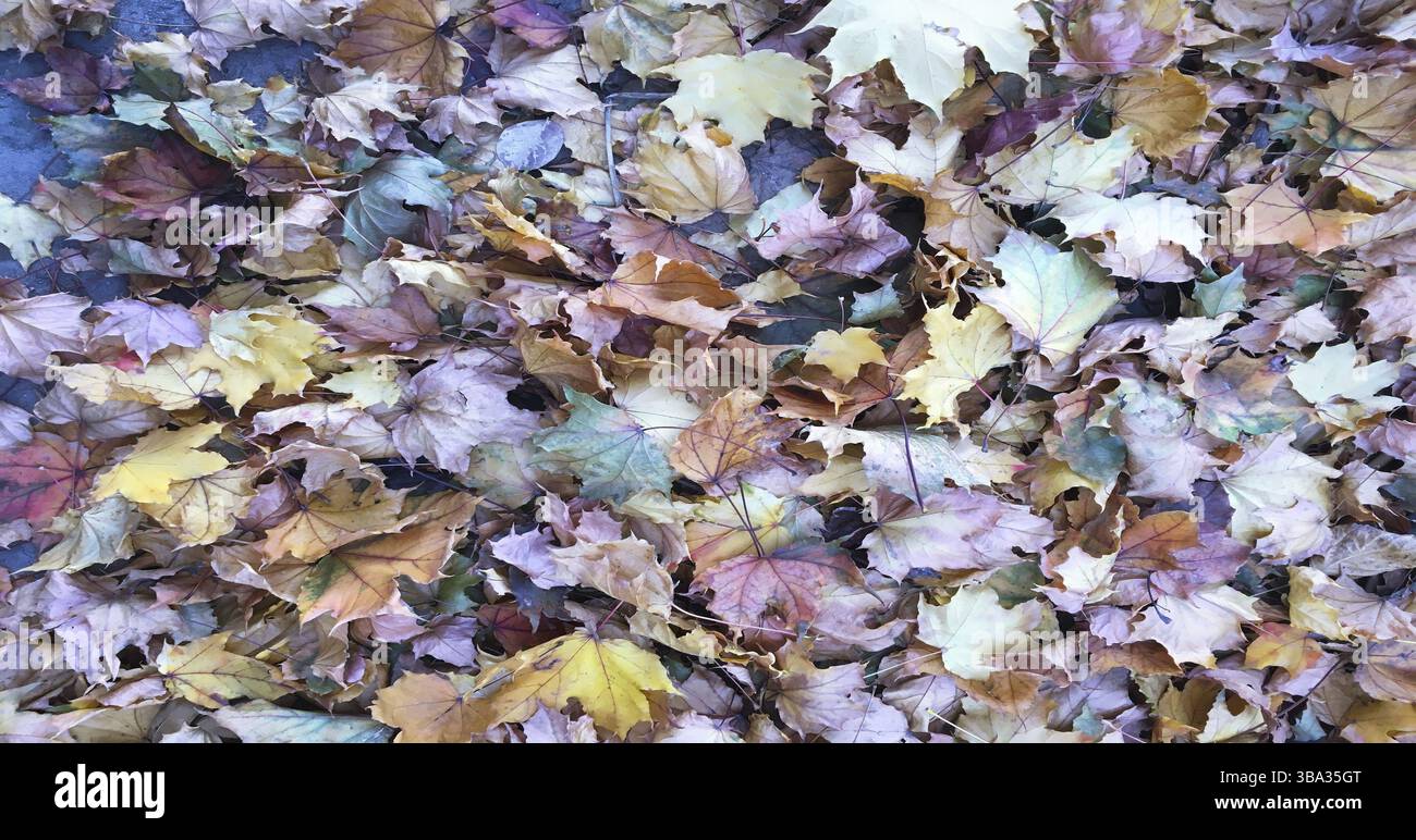 Herbstfarbener Hintergrund mit Blättern. Hintergrund mit Ahornblatt-Textur Stockfoto