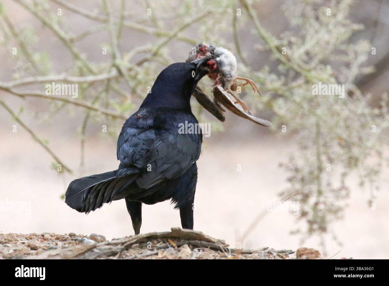 Großschwanzgrackle mit einem Vogel, der Kaight hat Stockfoto