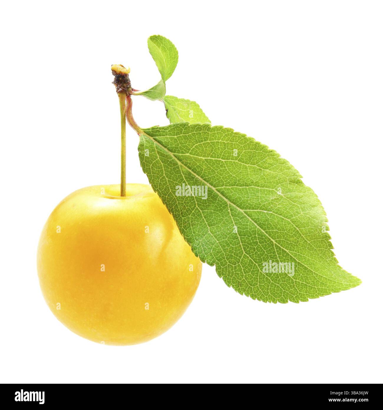 Gelbe Mirabele Pflaume (Prunus domestica) mit grünem Blatt isoliert auf weißem Hintergrund, Liptovsky Hradok, Slowakei, Europa Stockfoto
