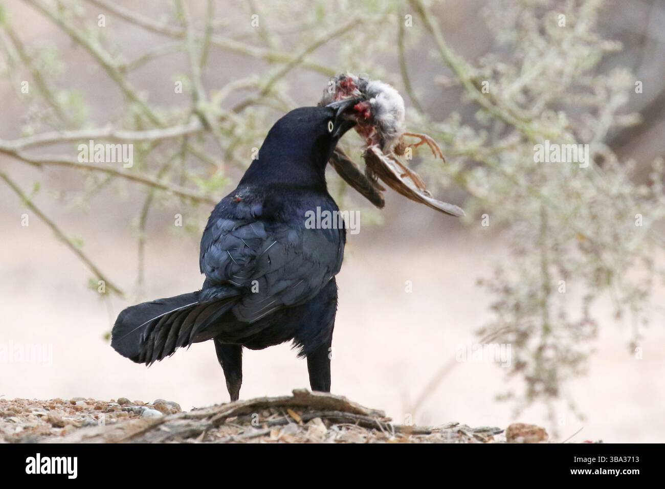 Großschwanzgrackle mit einem Vogel, der Kaight hat Stockfoto