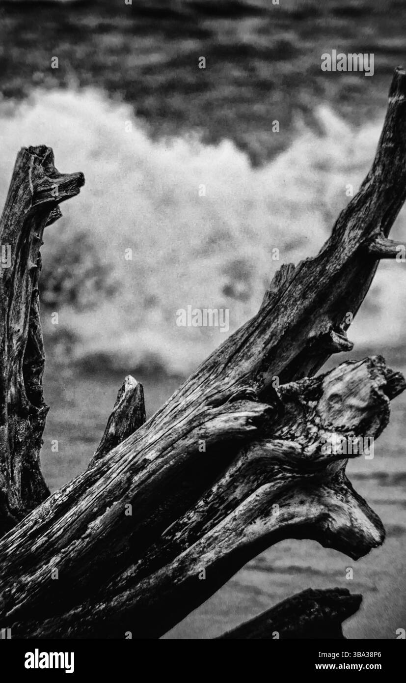Monochrome Nahaufnahme eines großen Stücks Treibholz mit Wellen, die in den Hintergrund stürzen Stockfoto