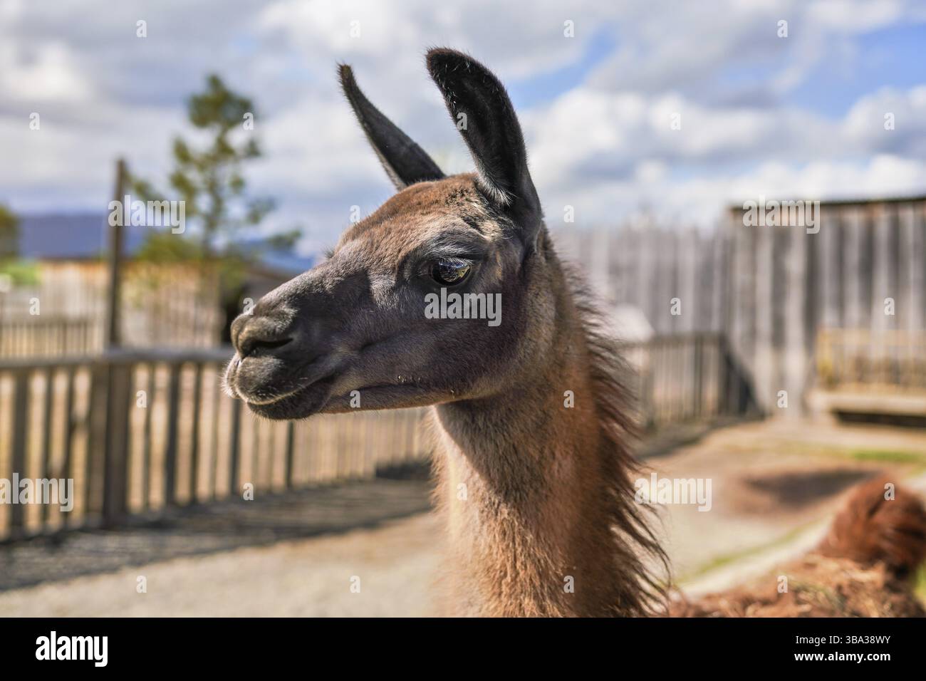 Braun alpaca Lama, Nahaufnahme Detail zum Kopf, unscharf Bauernhof Hintergrund Stockfoto