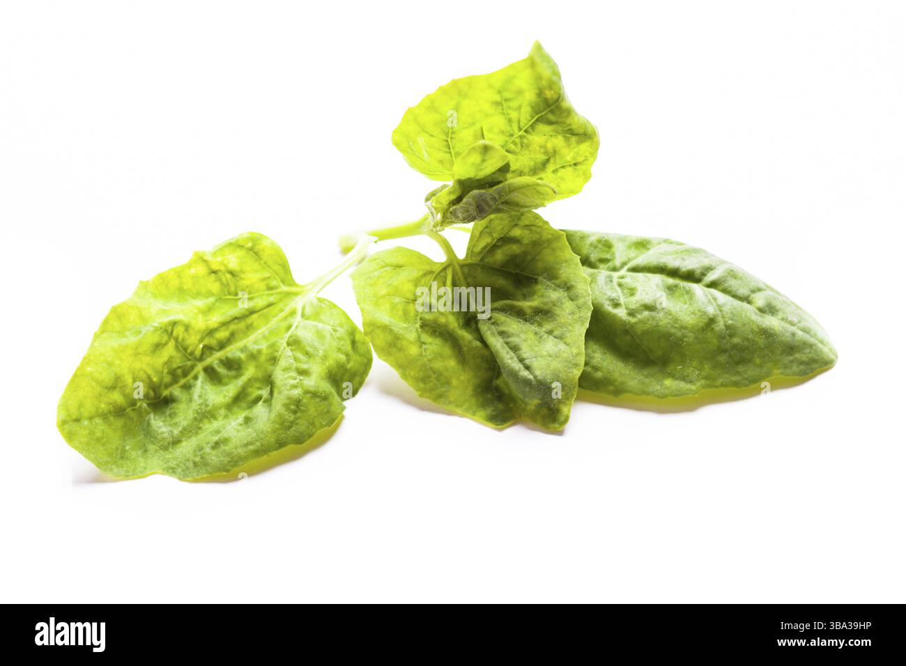 Spinatblätter isoliert auf weißem Hintergrund Stockfoto