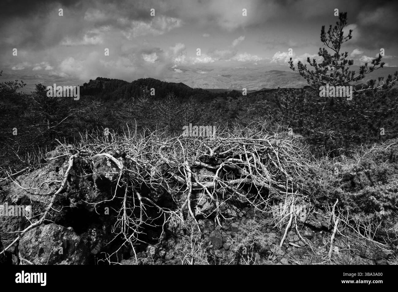 Schwarzweiß-Landschaftswald mit getrockneten verdrehten Zweigen im Ätna Park, Sizilien, Italien Stockfoto