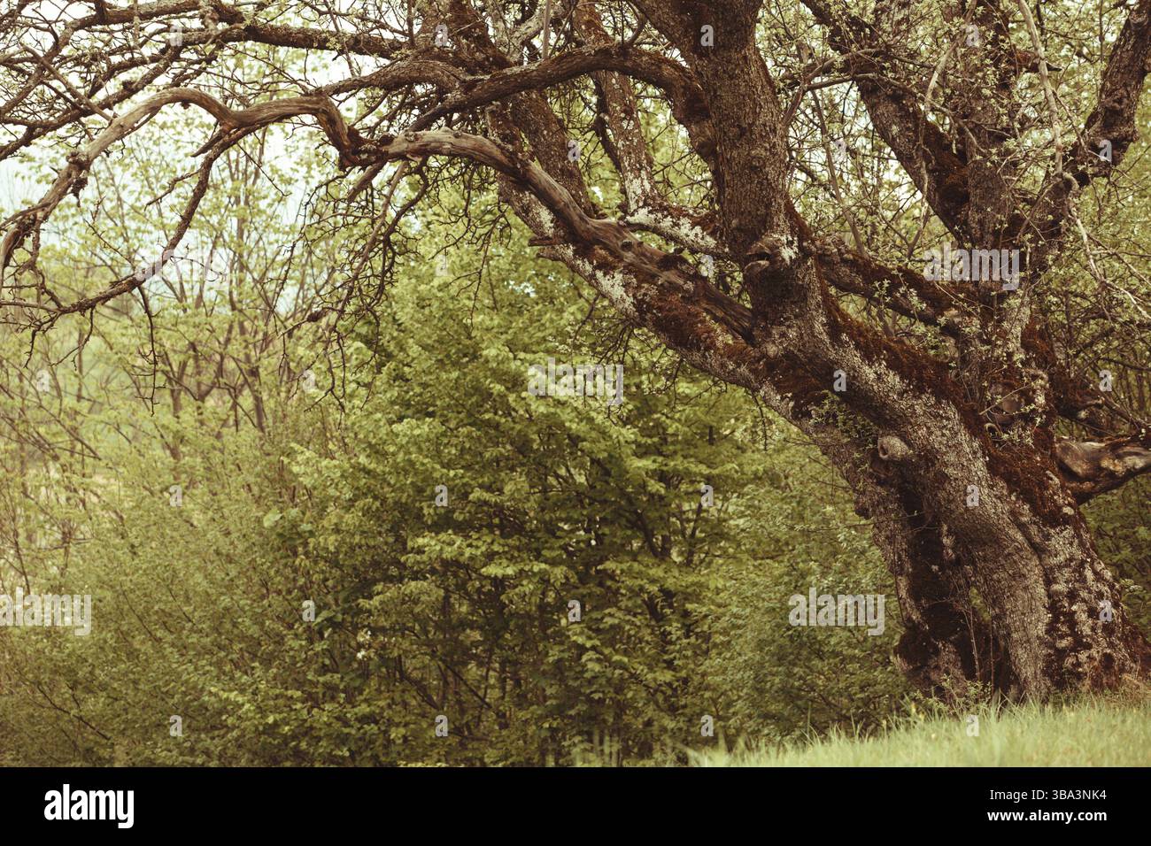 Märchen-Lichtung mit alten Baum hautnah Stockfoto
