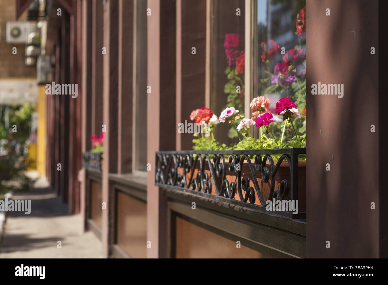 Straßencafé mit Blumen und Kräutern. Geranium Blumen im Café. Sonniger Tag. Geringe Schärfentiefe Stockfoto