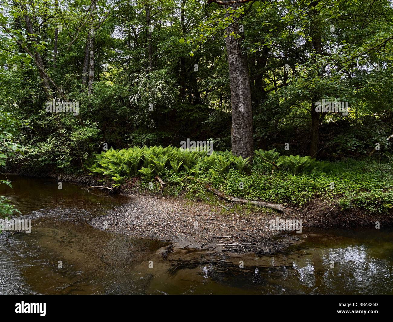 Natur entdecken - Smartphone-aufgenommenes Stockfoto
