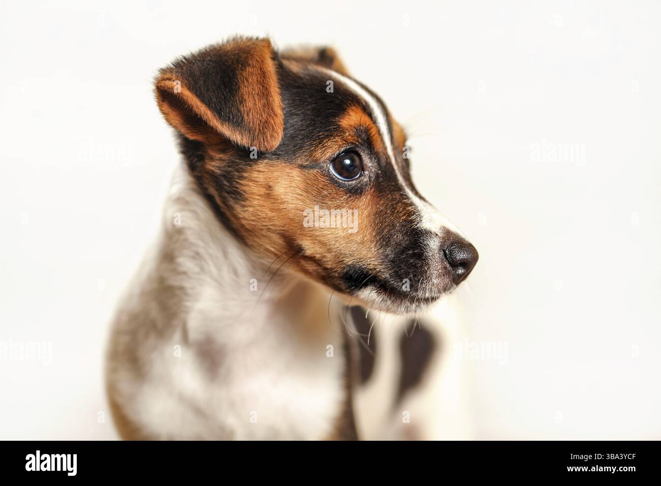 Jack Russell Terrier Welpe isoliert auf hellem Hintergrund, Detail auf ihrem Kopf, Liptovsky Hradok, Slowakei, Europa Stockfoto