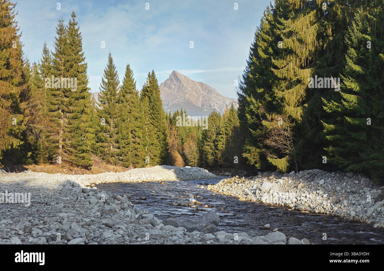Waldfluss Bela mit kleinen runden Steinen und Nadelbäumen auf beiden Seiten, sonniger Tag, Krivan-Gipfel - slowakisches Symbol - in der Ferne, Liptovska Kokava, Stockfoto