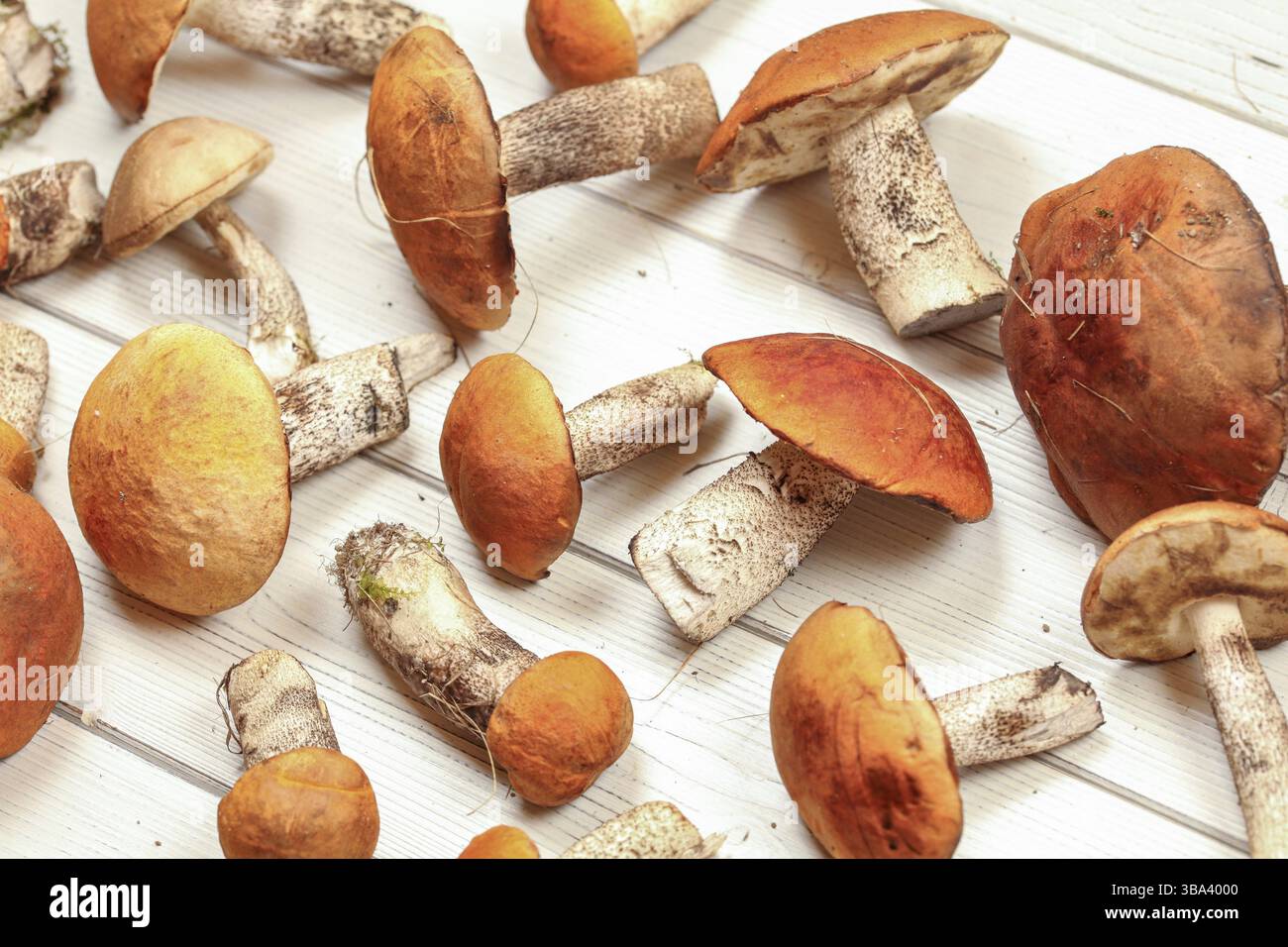 Frisch gepflückte Schaber-Stiele (Leccinum albostipitatum) auf weißen Tafeln, Blick von oben, Liptovsky Hradok, Slowakei, Europa Stockfoto