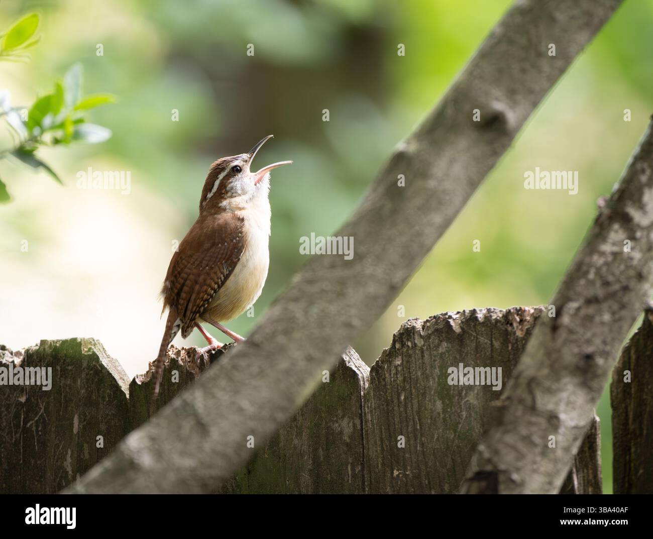 Nahaufnahme eines singenden Carolina Zauns auf einem abgenutzten Holzzaun. Fotografiert mit geringer Schärfentiefe in den Woodlands, Texas. Stockfoto