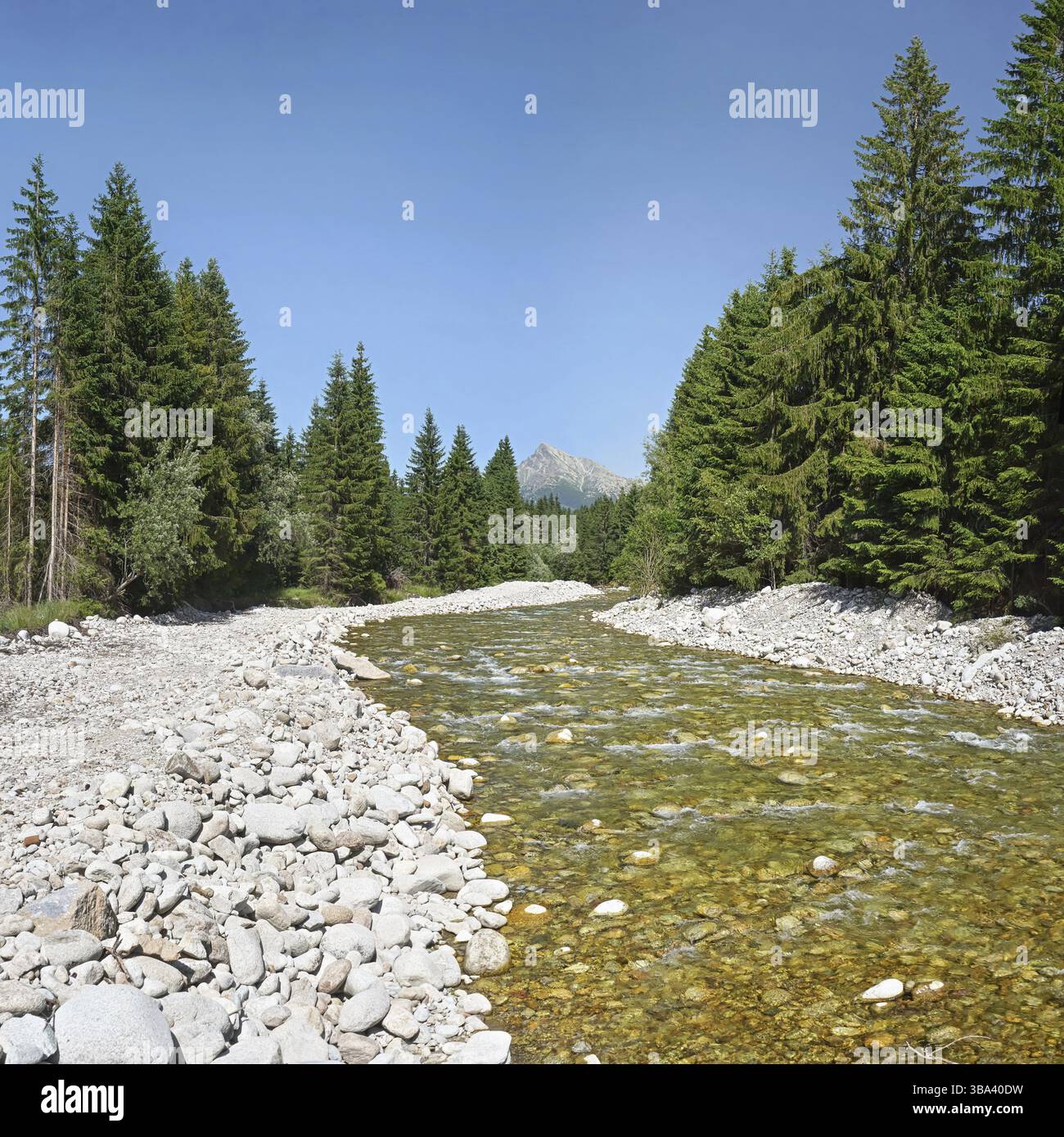 Waldfluss Bela mit kleinen runden Steinen und Nadelbäumen auf beiden Seiten, sonniger Tag, Krivan Gipfel - slowakisches Symbol - in der Ferne, Podbanske, Slovaki Stockfoto